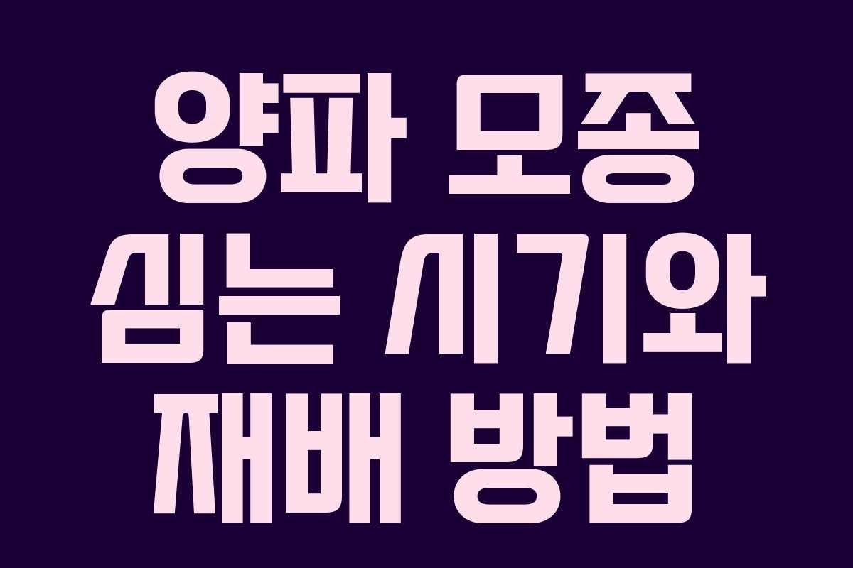 양파 모종 심는 시기와 재배 방법 양파 모종 심는 시기와 재배 방법