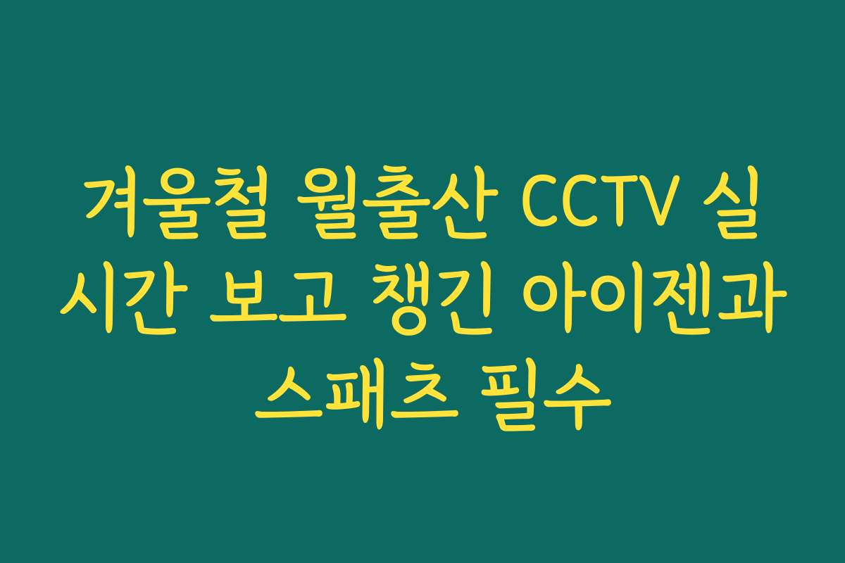 겨울철 월출산 CCTV 실시간 보고 챙긴 아이젠과 스패츠 필수