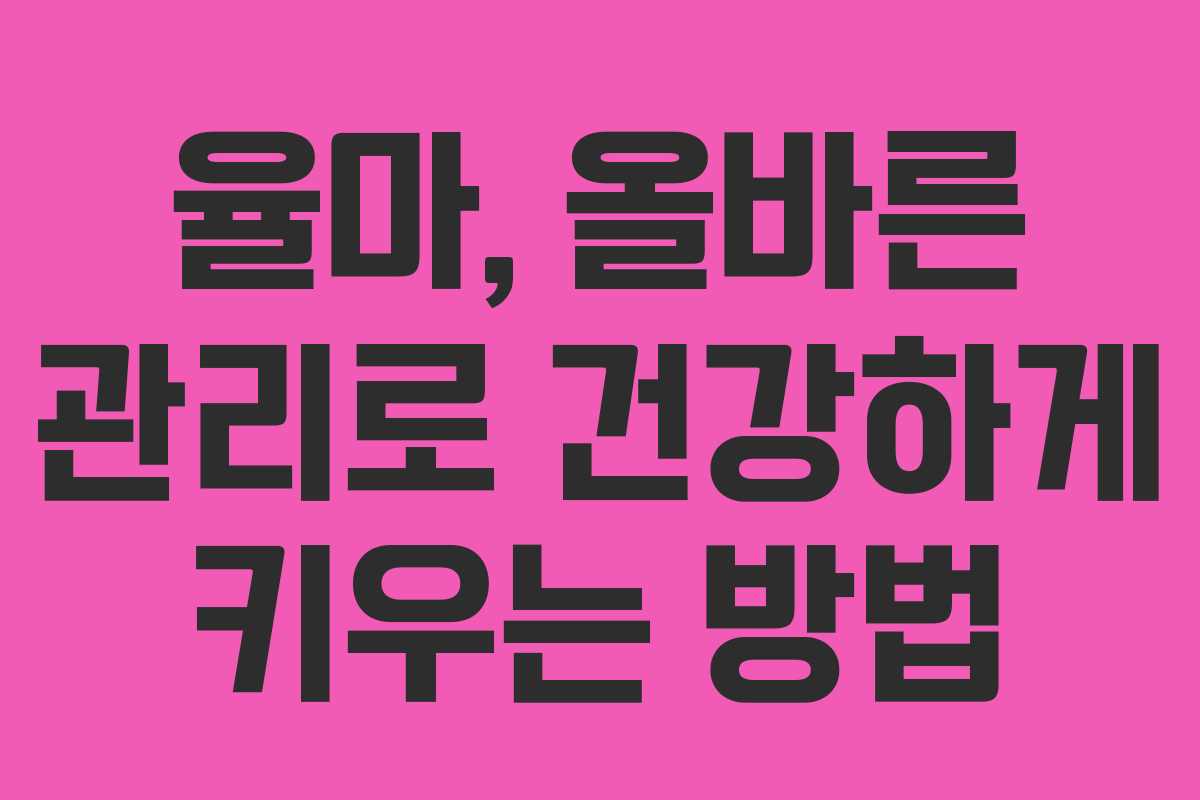 율마, 올바른 관리로 건강하게 키우는 방법