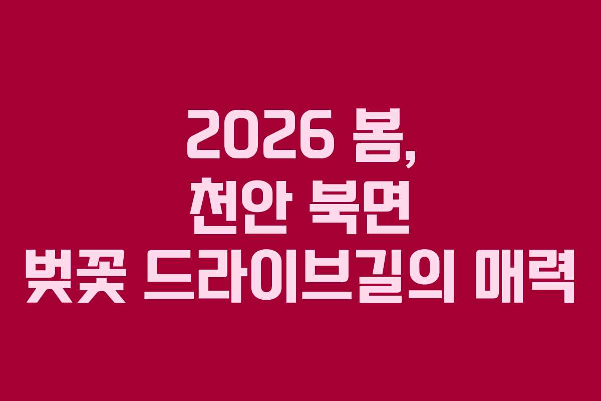 2026 봄, 천안 북면 벚꽃 드라이브길의 매력