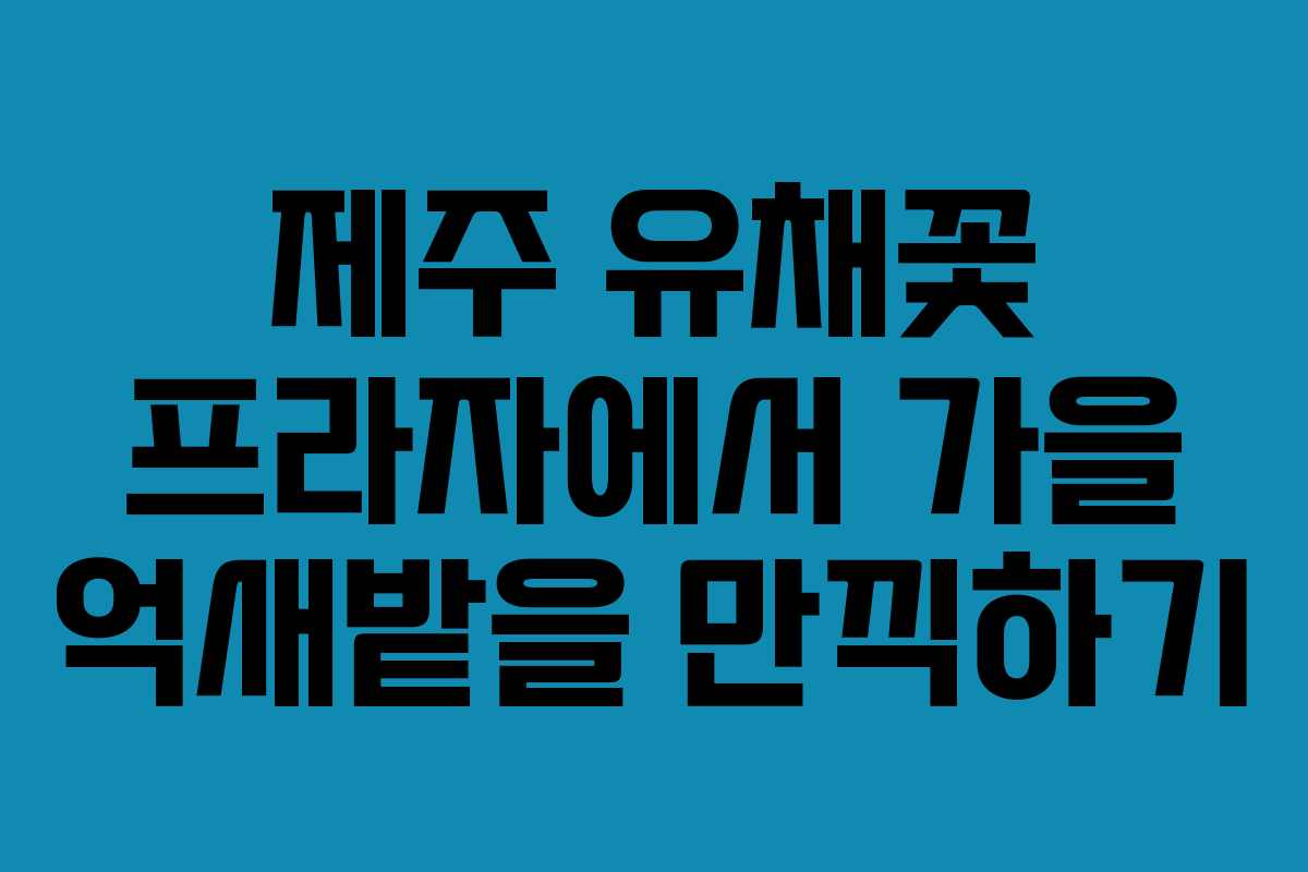 제주 유채꽃 프라자에서 가을 억새밭을 만끽하기