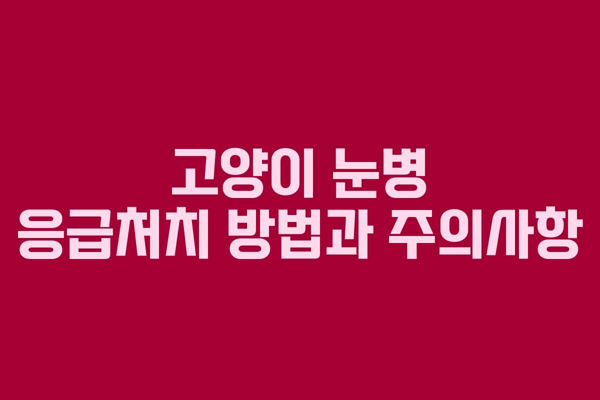 고양이 눈병 응급처치 방법과 주의사항