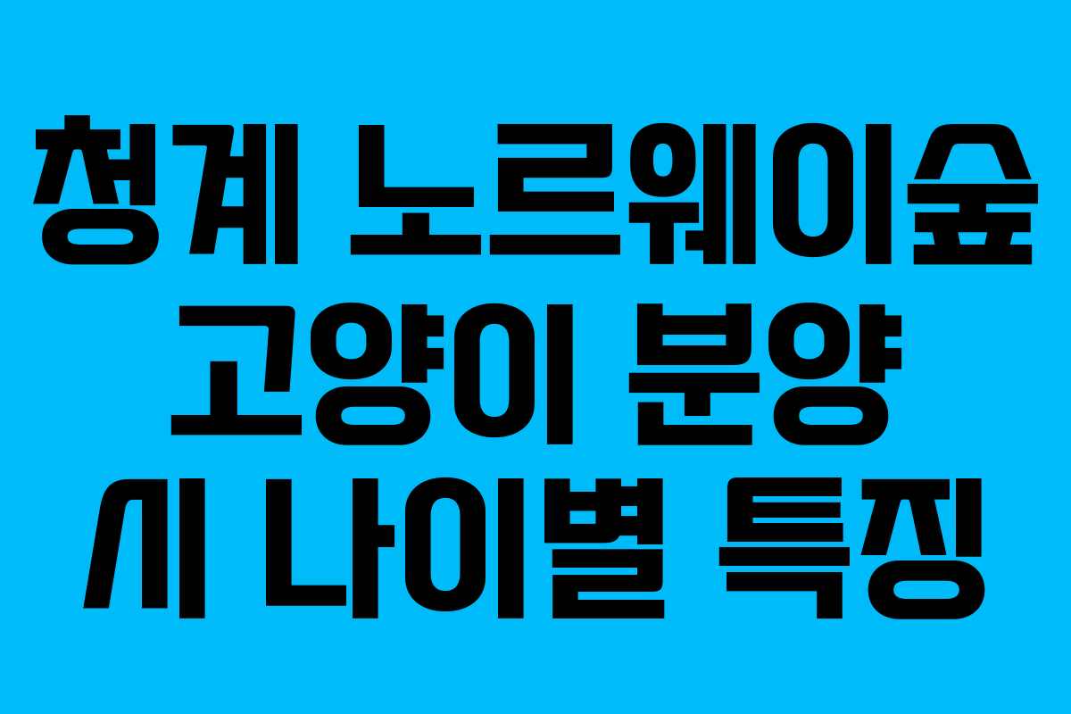 청계-노르웨이숲-고양이-분양-시-나이별-특징
